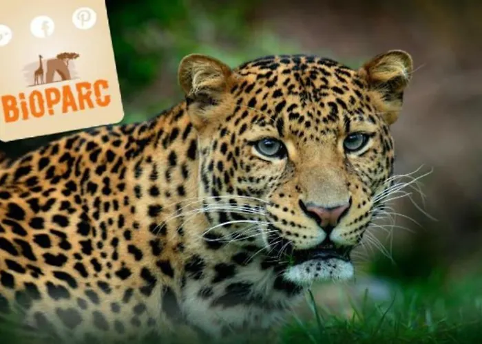 Semesterbostad L'ancienne Cave Princay